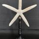 Cabinet of Curiosities white starfish linckia laevigata on base