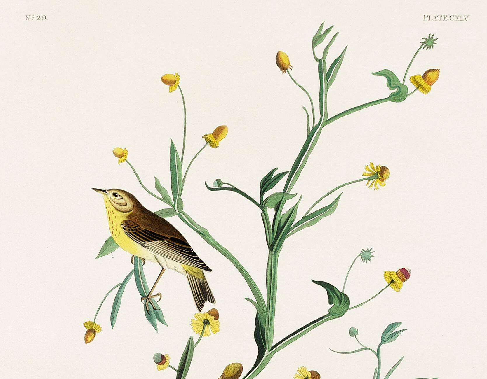 Poster of the White Wagtail, after an old engraving