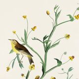 Poster of the White Wagtail, after an old engraving