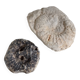 Ammonites fossilisées