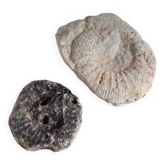 Fossilized ammonites