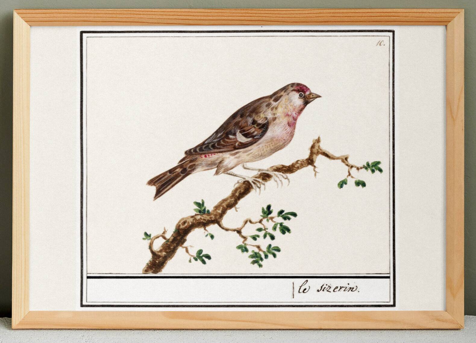 Small poster on the redpoll, after an old engraving from 1610.