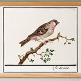 Small poster on the redpoll, after an old engraving from 1610.