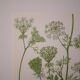 Planche botanique carotte