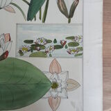 Water lily botanical board