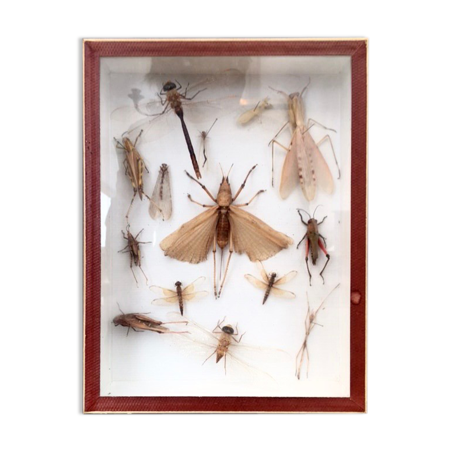 Entomologist's showcase, insect collection, 20th century