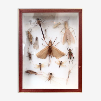Entomologist's showcase, insect collection, 20th century