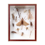 Entomologist's showcase, insect collection, 20th century