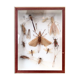 Vitrine entomologiste, collection d’insectes, XX siècle