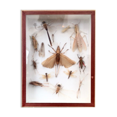 Entomologist's showcase, insect collection, 20th century