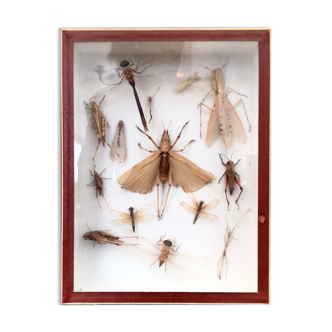 Entomologist's showcase, insect collection, 20th century