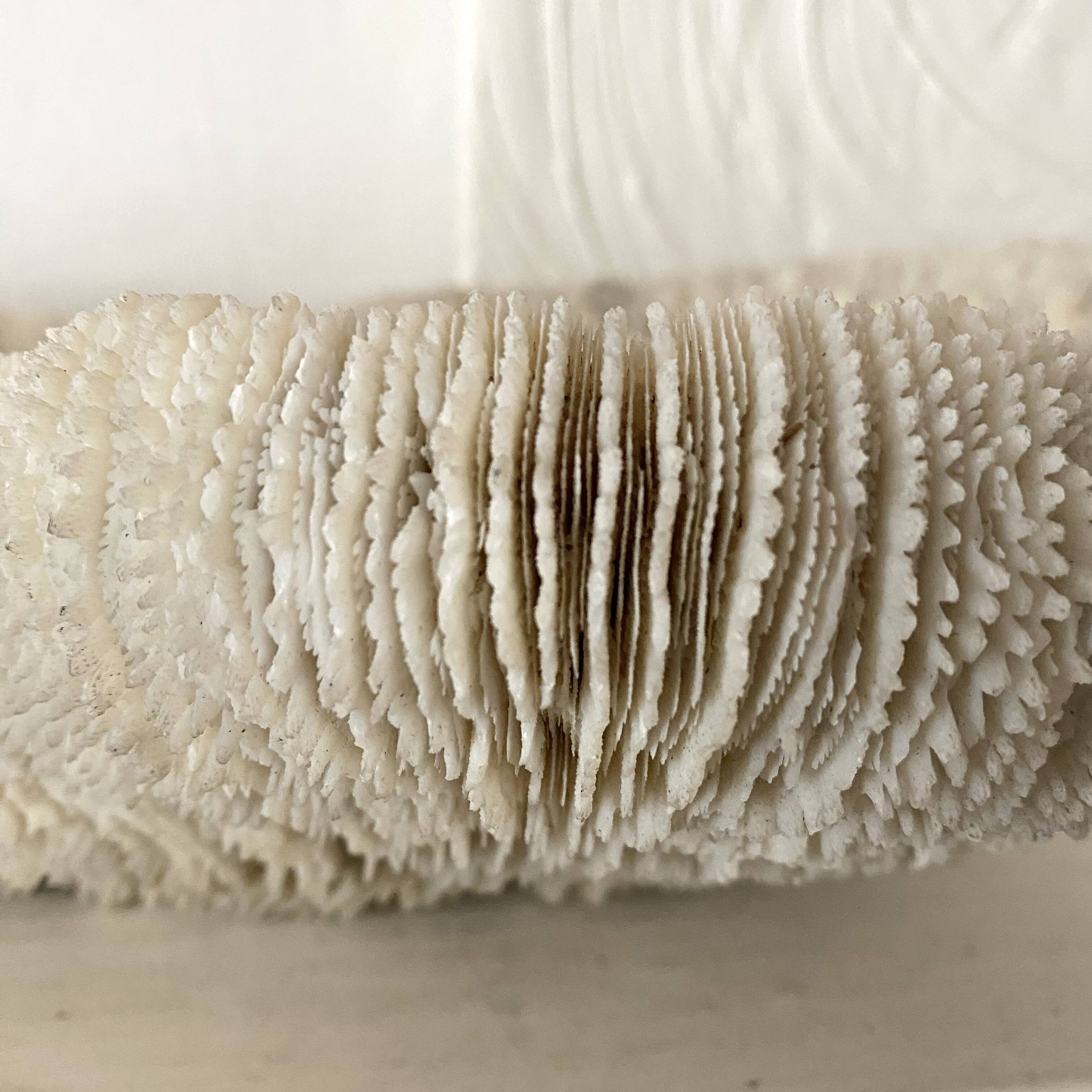 Large "shark cushion" coral 39cm