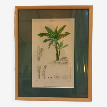 Old botanical plate, framed, representing a Chinese banana tree.