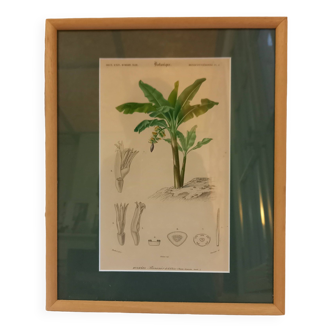 Old botanical plate, framed, representing a Chinese banana tree.