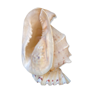 Lampe coquillage vintage