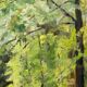 Huile sur carton par alice warder xxe sous bois