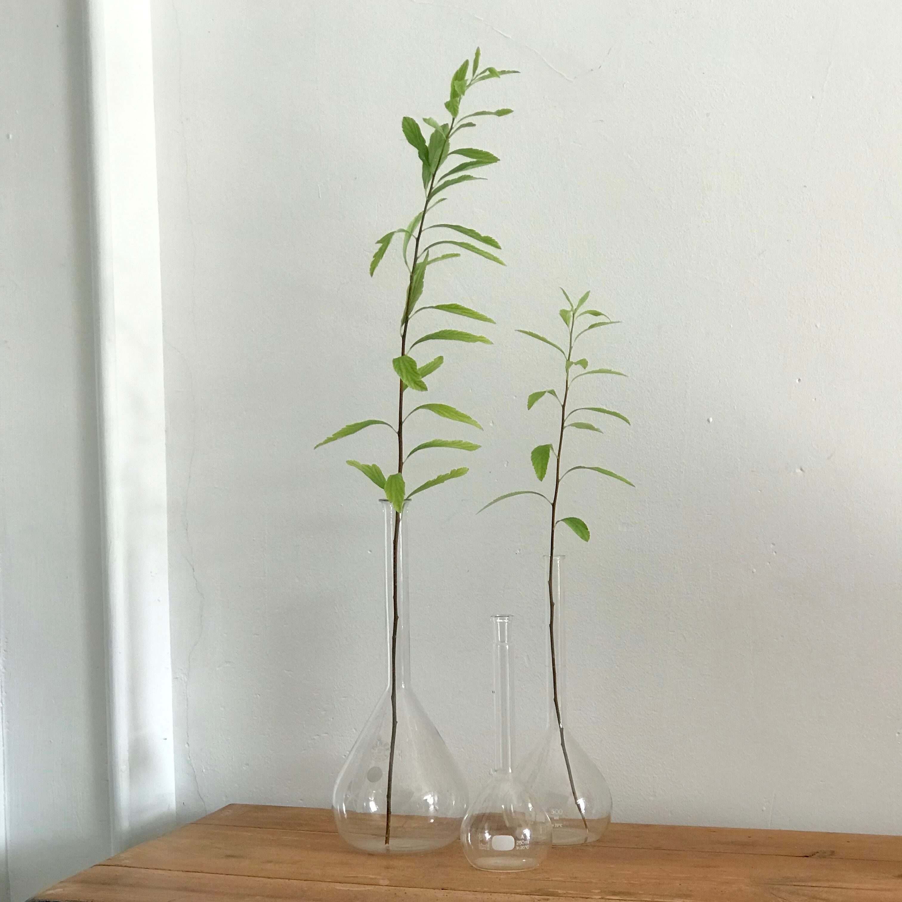 Glass balloon vases
