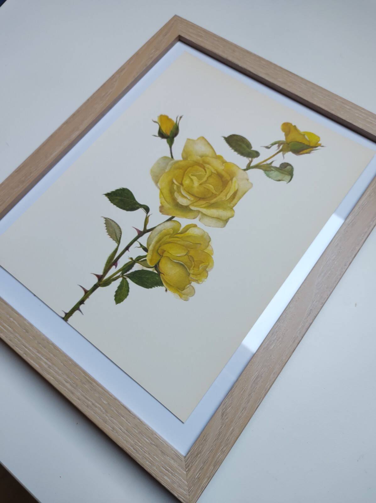 Vintage Botanical Print from 1968 - Golden Rapture - Rose Floral Illustration