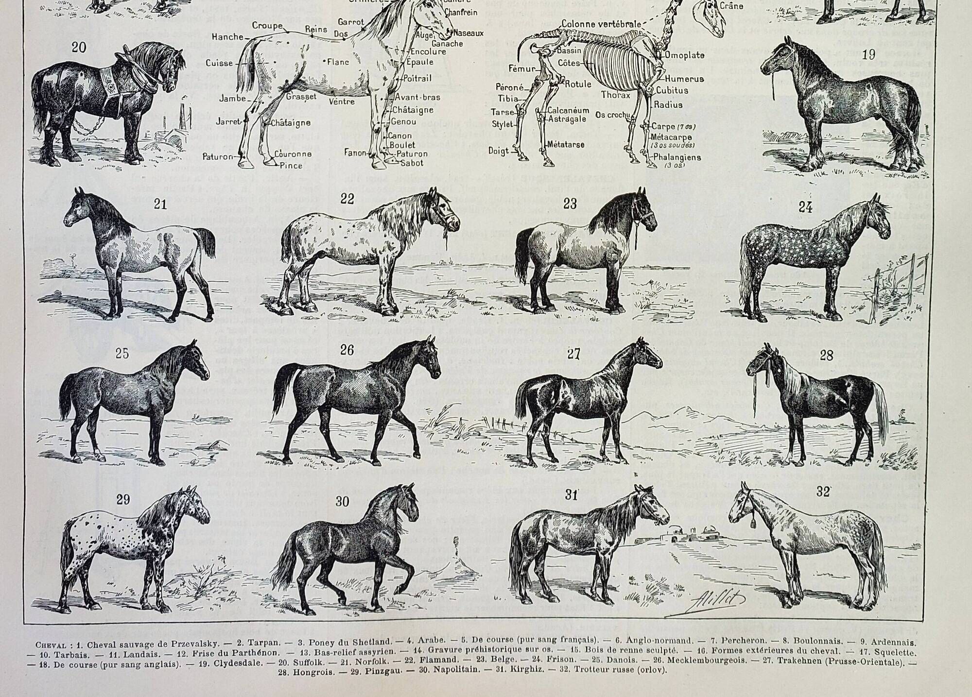Old engraving 1898, Horses, breed, anatomy, race • Original and vintage lithograph