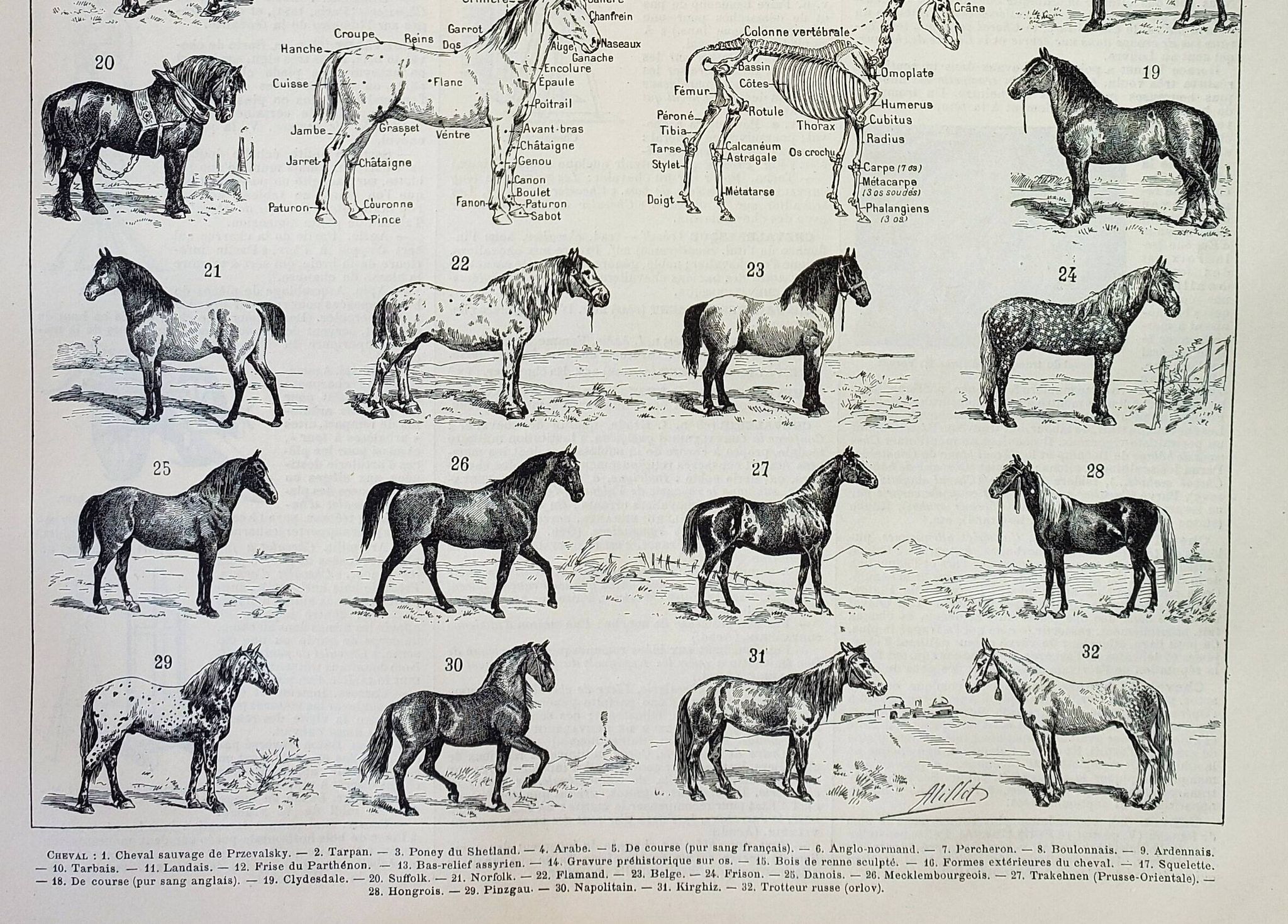 Gravure ancienne 1898, Chevaux , race, anatomie, course • Lithographie originale et vintage