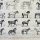 Old engraving 1898, Horses, breed, anatomy, race • Original and vintage lithograph