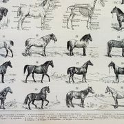 Gravure ancienne 1898, Chevaux , race, anatomie, course • Lithographie originale et vintage