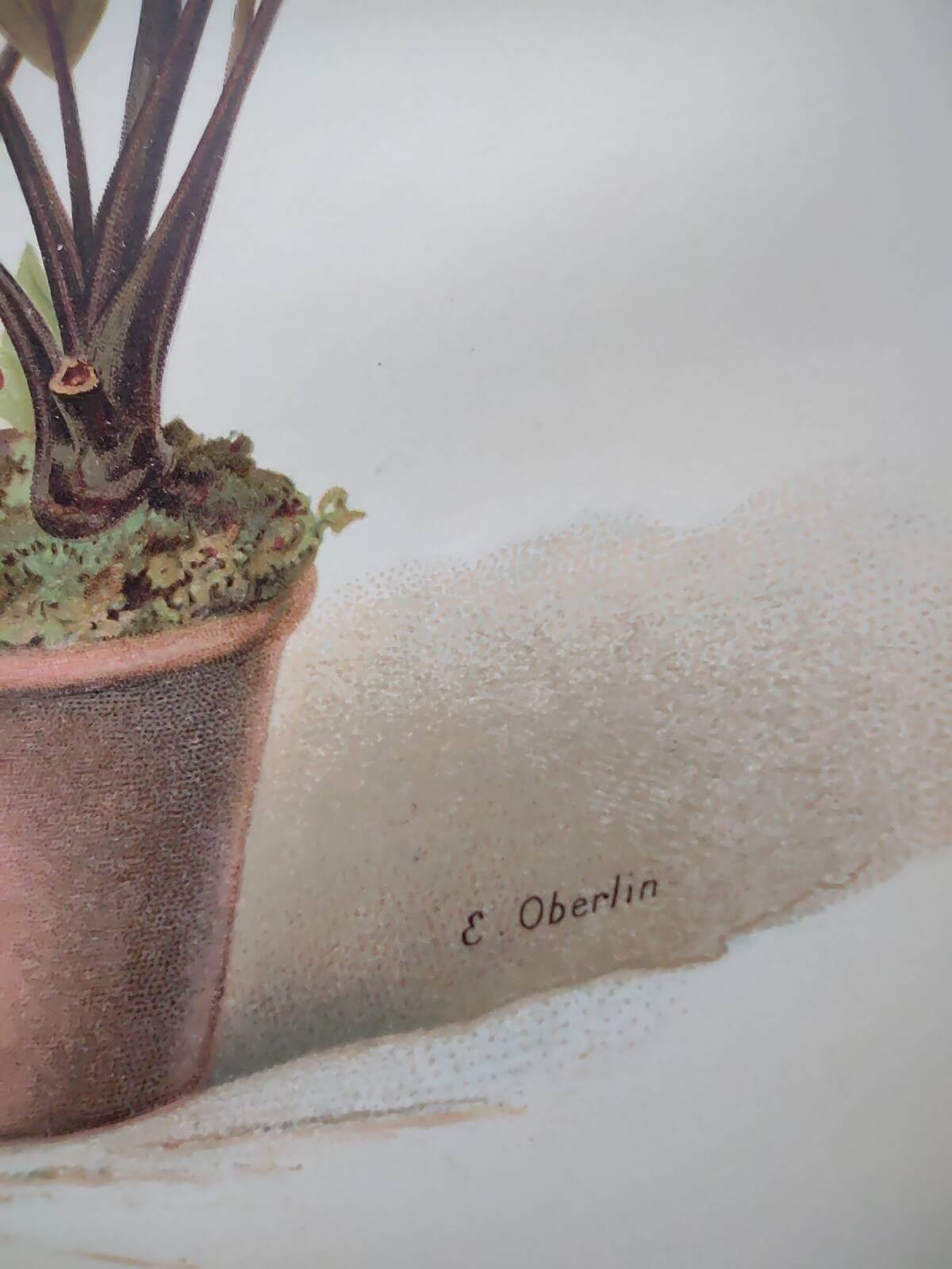 Antique botanical engraving from 1897 - Tacca Cristata - Plant plate