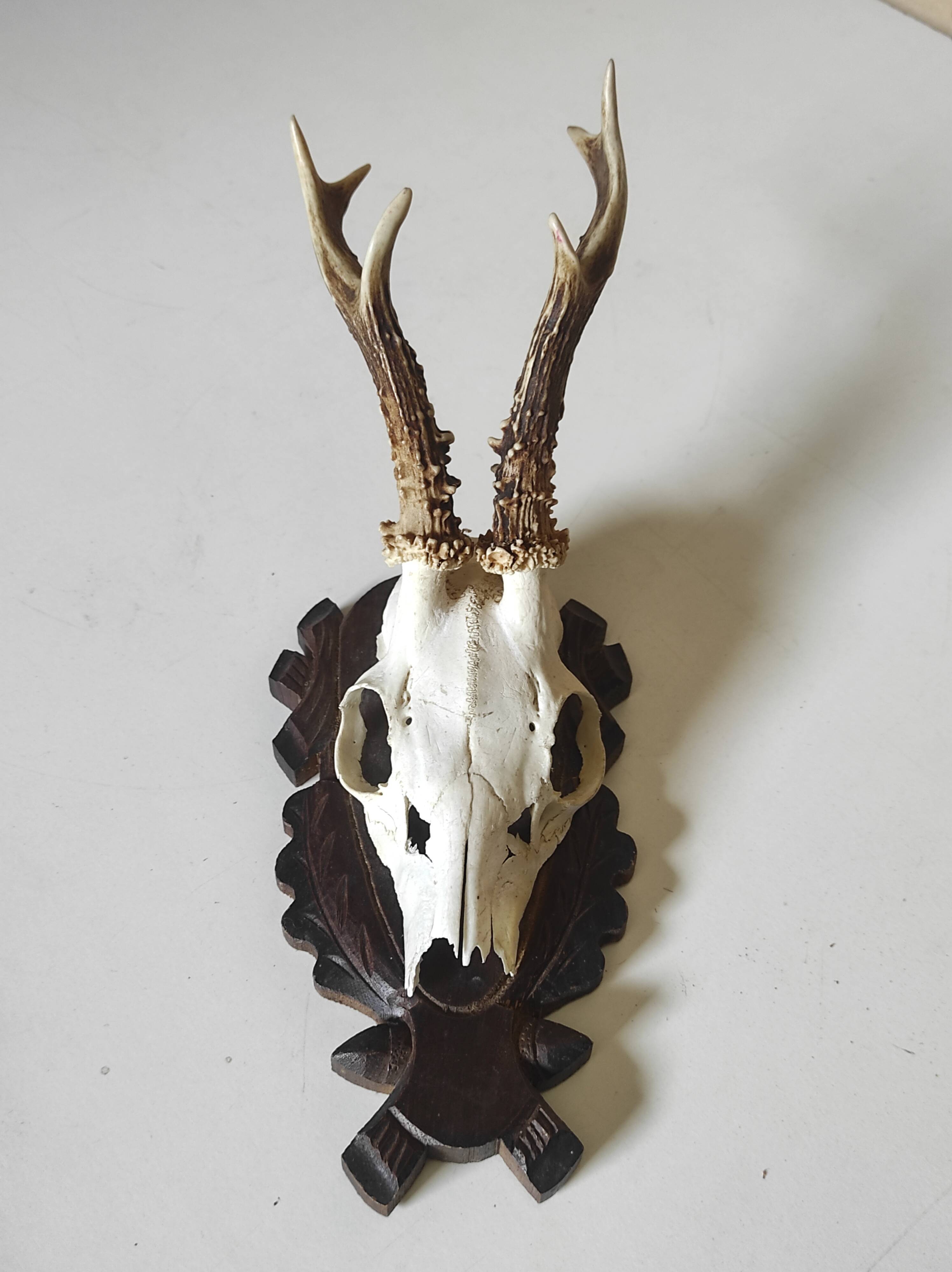 Massacre trophée chasse jeune cerf sur écusson en bois sculpté avec feuilles de chêne et glands