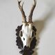 Massacre trophée chasse jeune cerf sur écusson en bois sculpté avec feuilles de chêne et glands