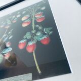Strawberries framed lithograph