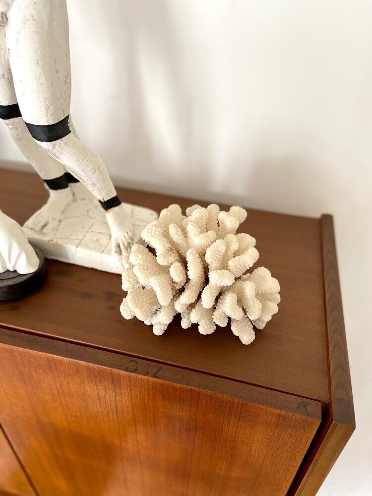 Acropora, corail blanc