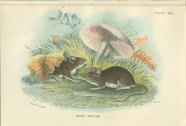 Planches d'histoire naturelle : Des rats noirs  et des souris des bois, par Richard Lydekker