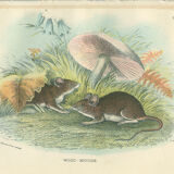 Planches d'histoire naturelle : Des rats noirs  et des souris des bois, par Richard Lydekker