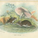 Planches d'histoire naturelle : Des rats noirs  et des souris des bois, par Richard Lydekker