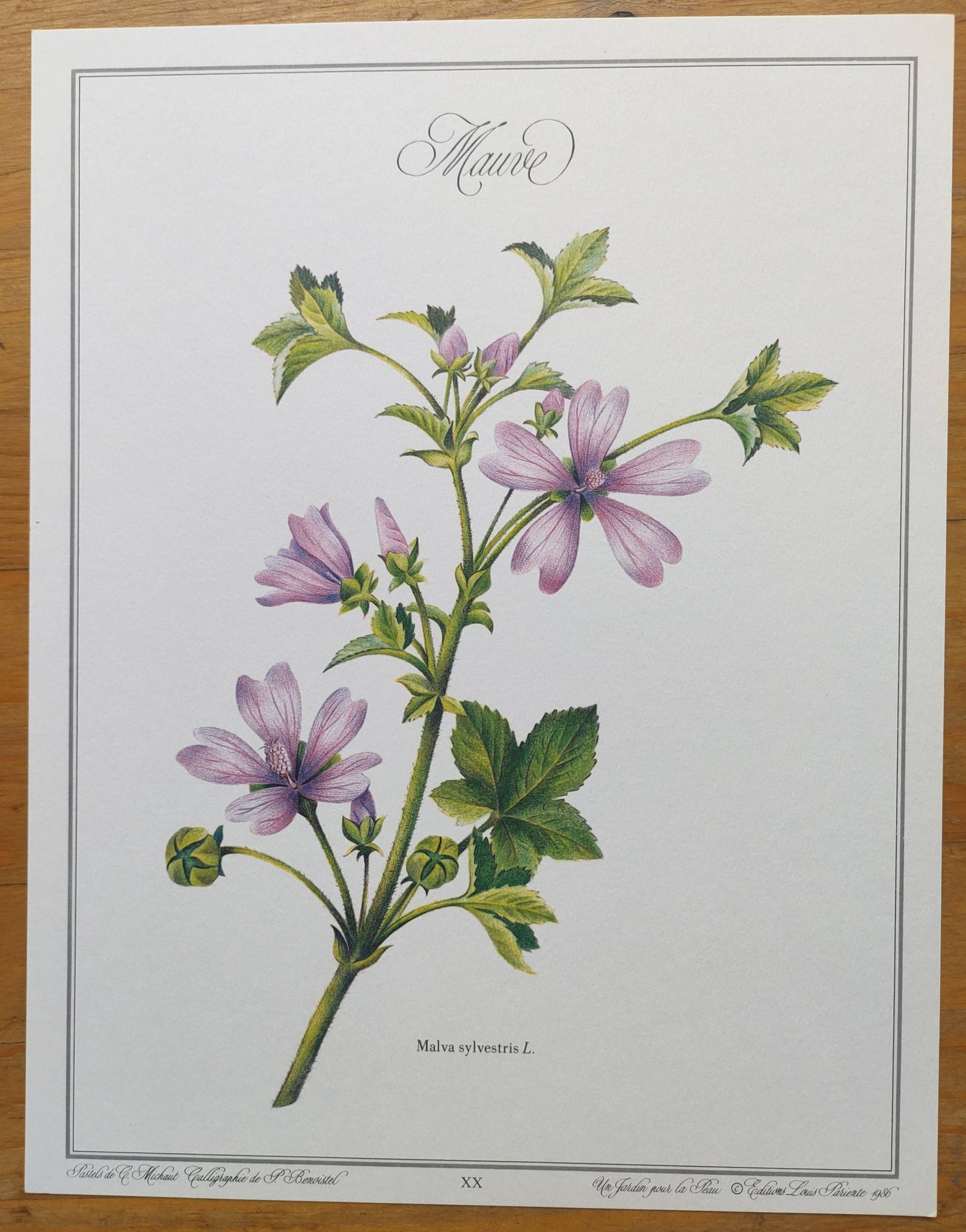 Botanical poster -Mauve- Illustration of medicinal plants and herbs by Michaud