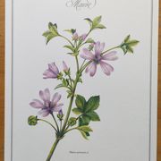 Botanical poster -Mauve- Illustration of medicinal plants and herbs by Michaud