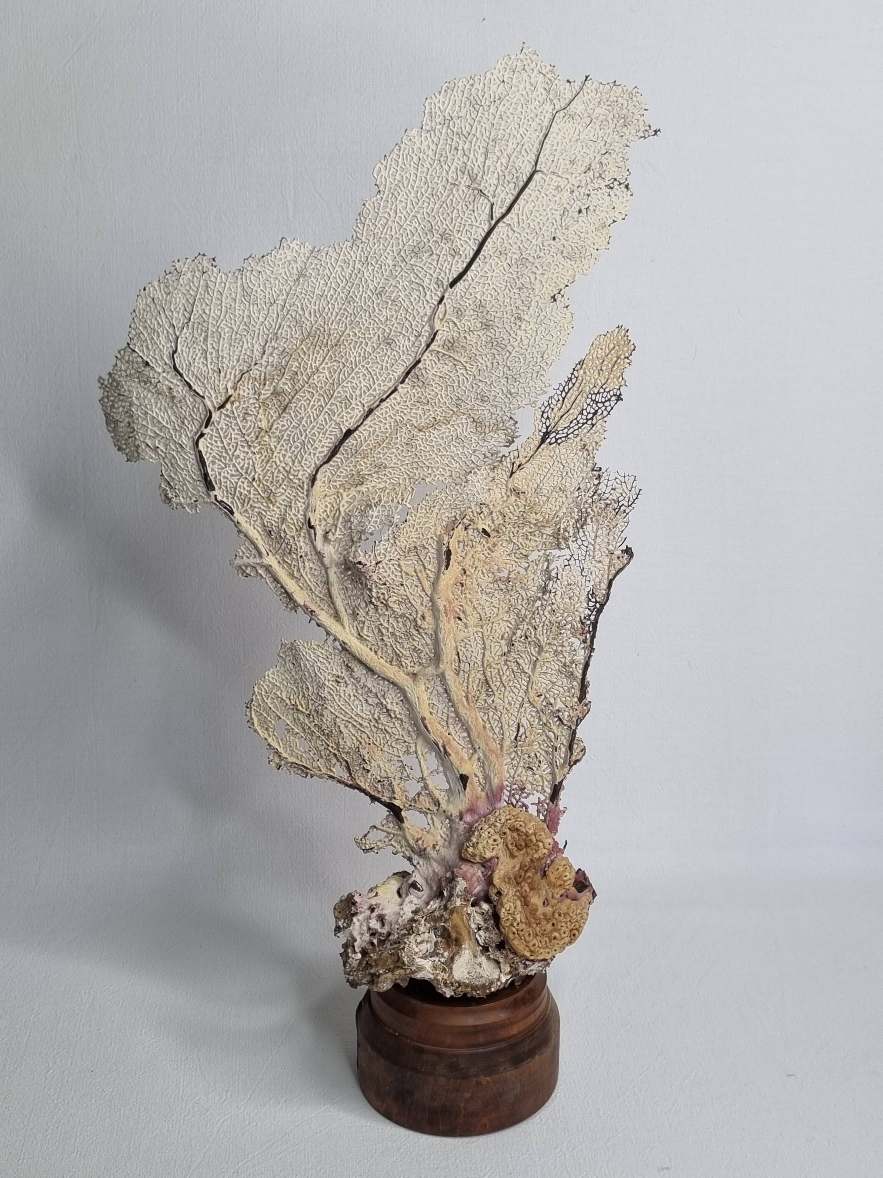 Large natural fan coral on wooden base, Height 47 cm