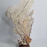 Large natural fan coral on wooden base, Height 47 cm
