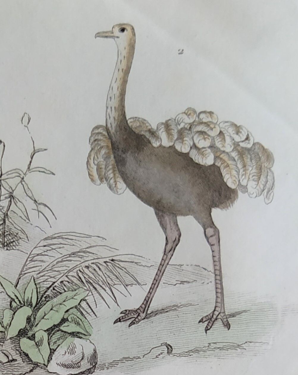 Planche Ornithologique originale " Autruche - Touyou - &c... " Buffon 1836