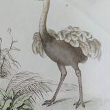 Original Ornithological plate "Ostrich - Touyou - &c..." Buffon 1836
