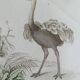 Planche Ornithologique originale " Autruche - Touyou - &c... " Buffon 1836