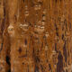Wabi-Sabi organic wooden chair - 1830's