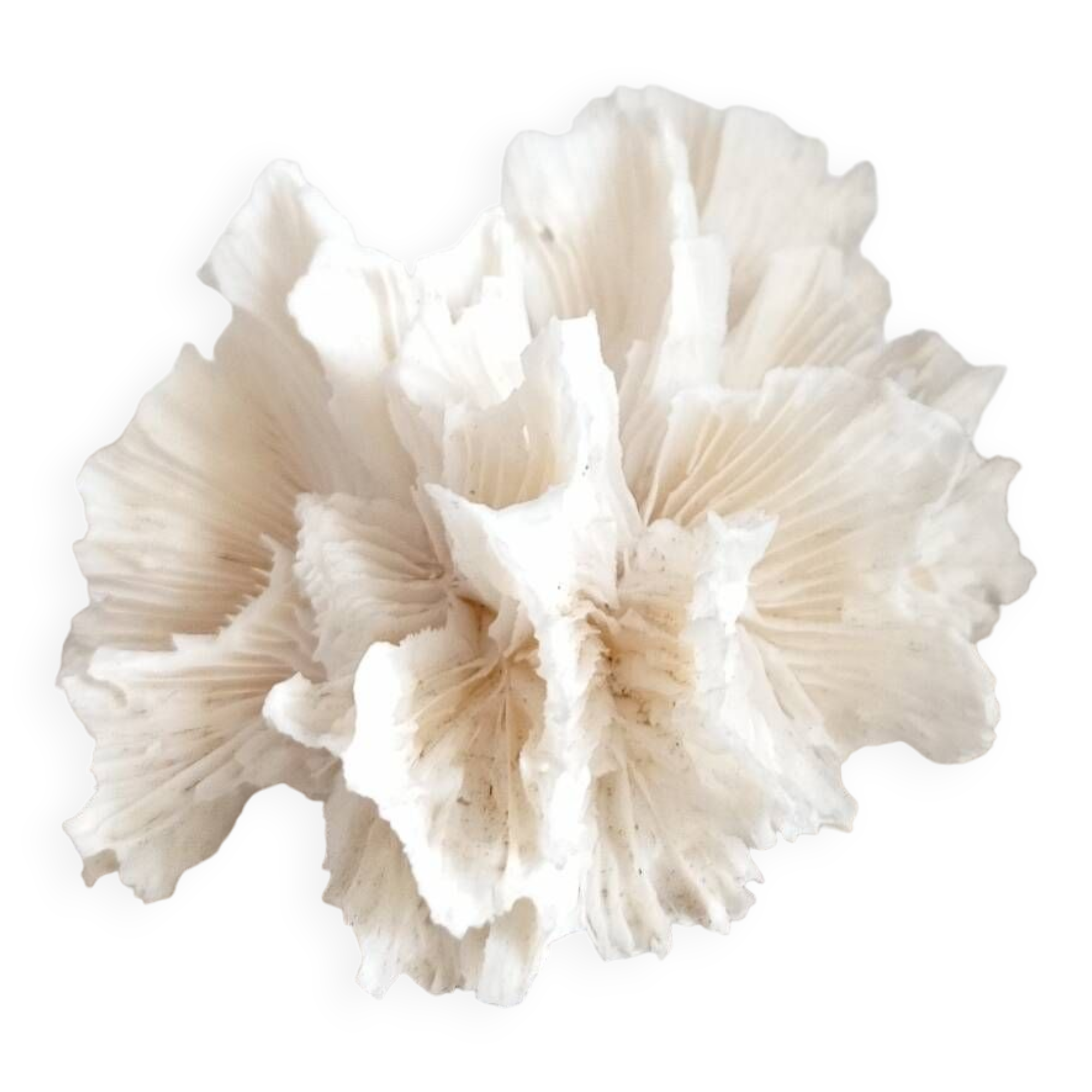 Vintage Jagged Coral