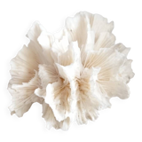 Vintage Jagged Coral