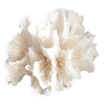 Vintage Jagged Coral