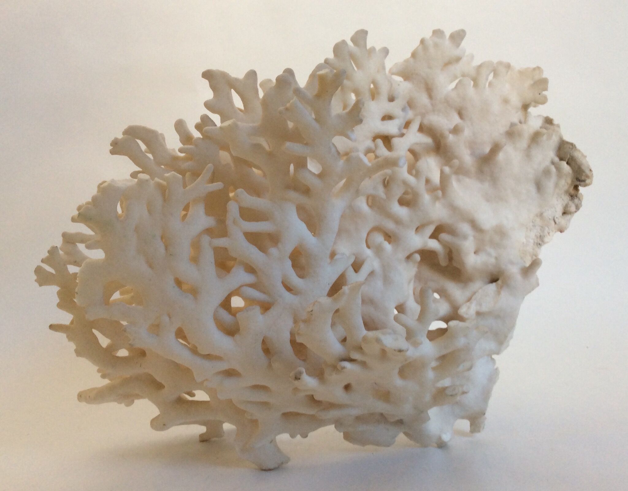 Corail blanc ancien