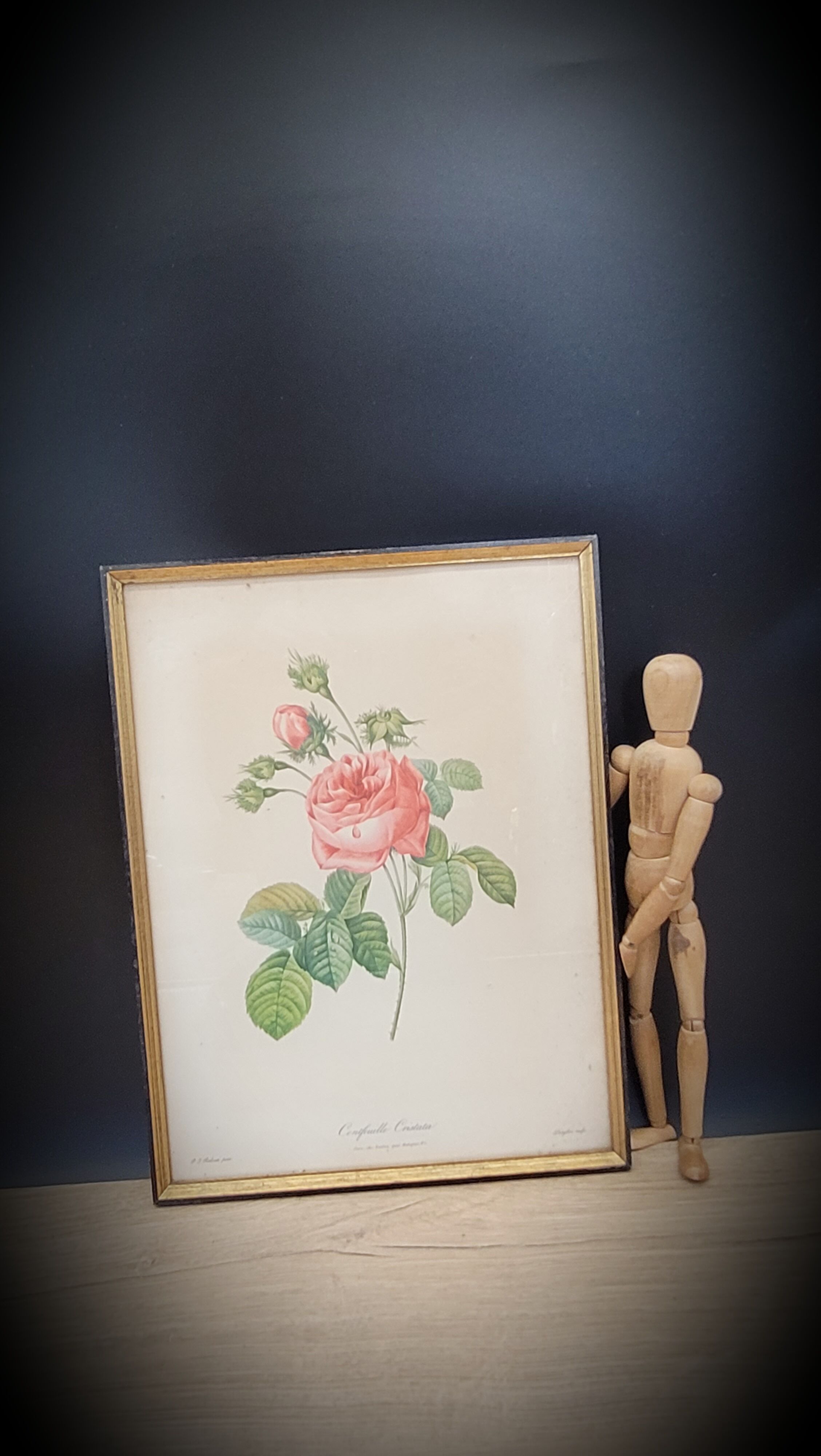 Lithograph rose one hundred leaf cristata