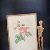 Lithograph rose one hundred leaf cristata