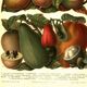 Botanical engraving from 1904 - Tropical fruits - Papaya, pomegranate, cuisine