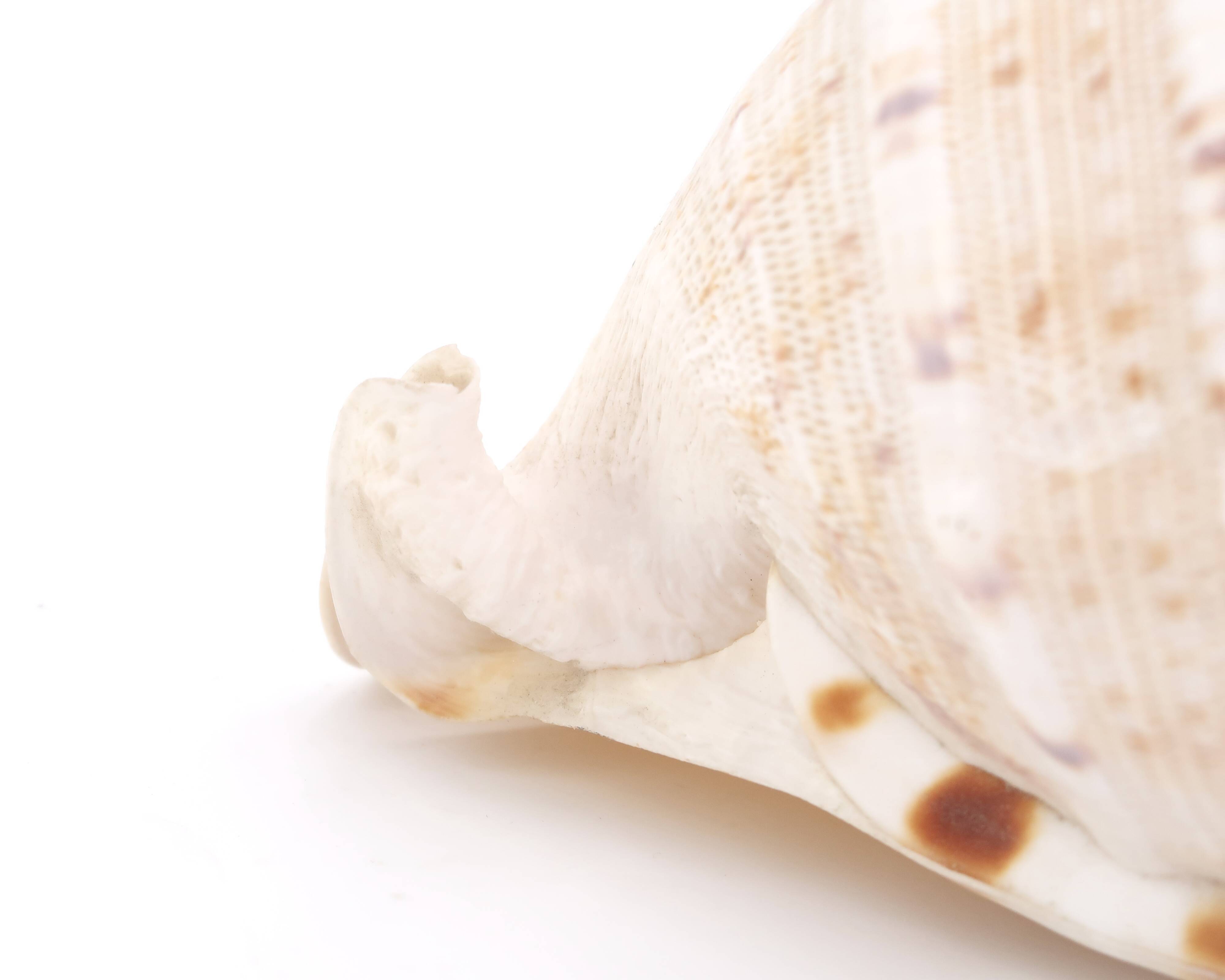 Coquillage beige et blanc spirale, années 60